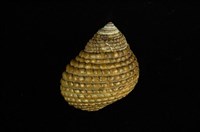 藏品(草蓆鐘螺)的圖片